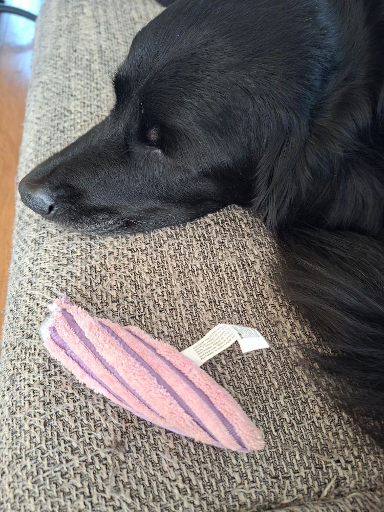 Een zwarte hond die ligt te rusten of te slapen op een beige/bruin getextureerde bank of deken.
De hond heeft een lange, glanzende vacht.
Linksonder in de afbeelding ligt een hondenspeeltje dat lichtroze en paars gestreept is, met een wit label eraan vast.