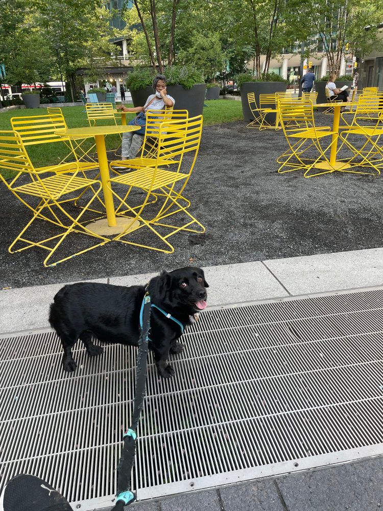 Black Corgi Spaniel mix, looks up at camera with his tongue out. Dilworth Park, Center City in background. Yellow cafe folding chairs presage greenspace and our SBux. 