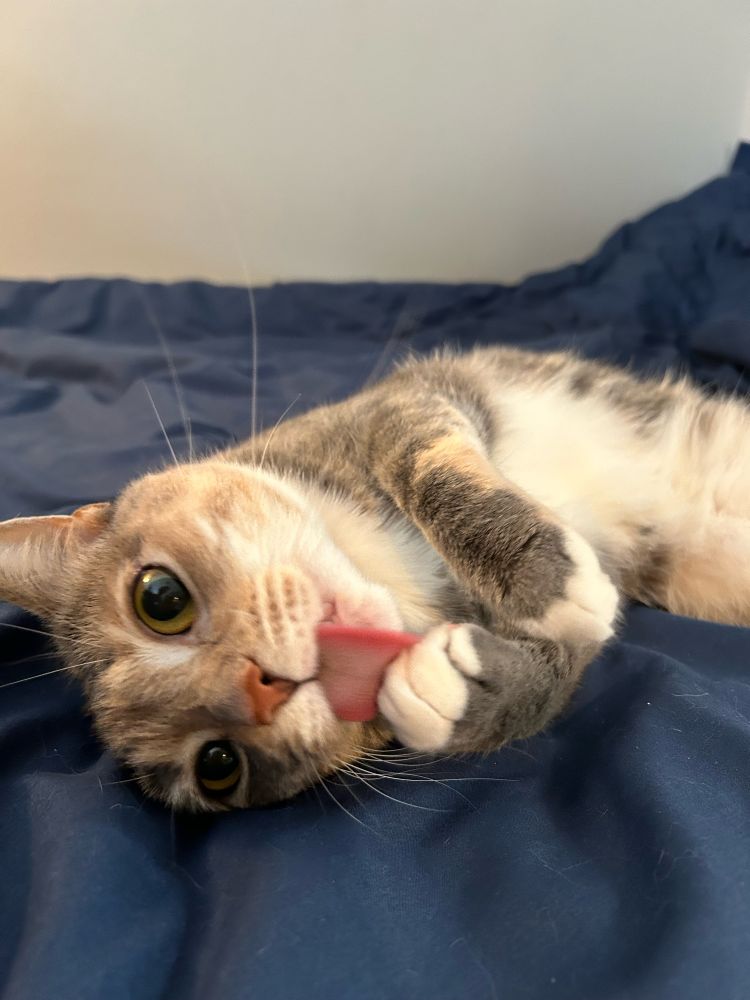 super mario the orange and gray torbie cat lying upside down on my bed and licking her paw