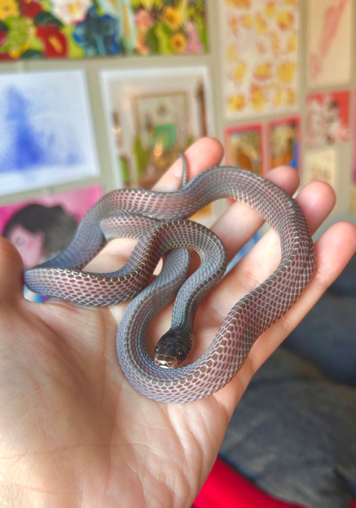 my african file snake named bayonetta sitting in my hand. she is a small purple snake with keeled scales