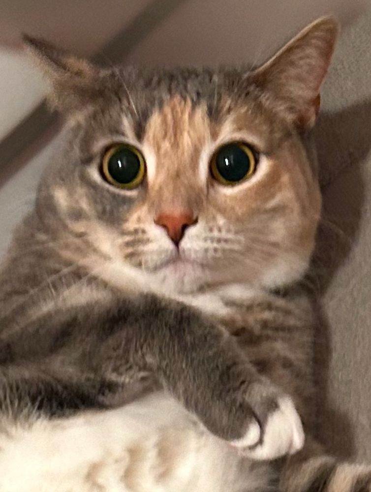 super mario the orange and gray dilute torbie cat lying on a gray may on a tiled floor looking brainless. zoomed in on her face