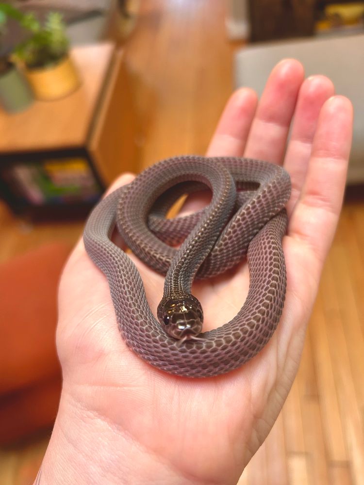 my african file snake bayonetta so cute and small in my hand. She is a purple gray brown color, and has rough scales and a very wide flat head with black beady eyes