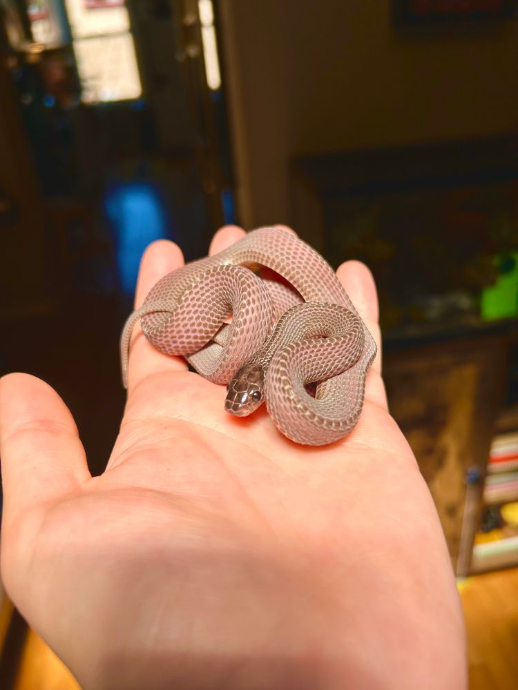 bayonetta the African file snake. She is pink and purple with rough scales and big bug like eyes