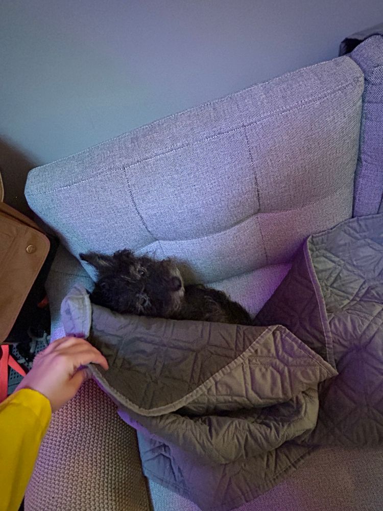 me pulling back the crumple blanket to reveal my little dog who has made a nest inside