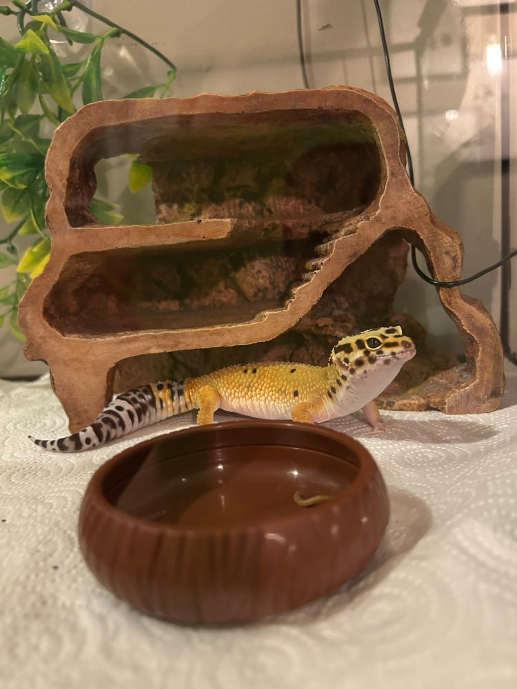 my yellow and black spotted leopard gecko standing very proudly in her enclosure thinking about the bug she just ate