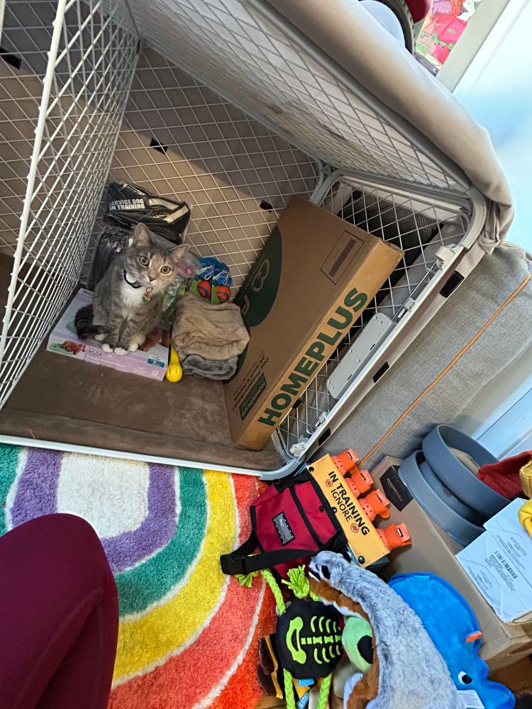 My cat super Mario now inside the dog crate