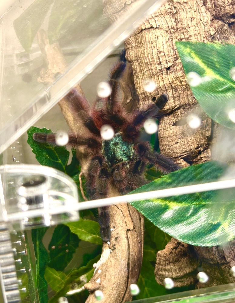 my C. versicolor tarantula in her tank showing off her bright green metallic carapace and fluffy pink and purple legs