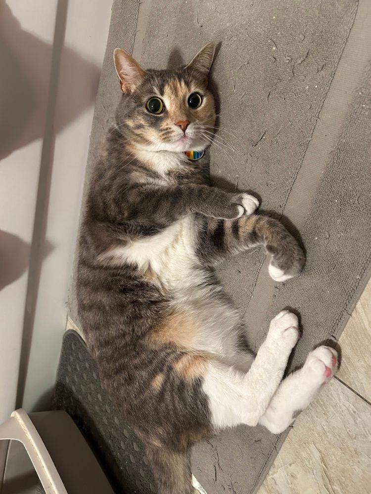 super mario the orange and gray dilute torbie cat lying on a gray may on a tiled floor looking brainless