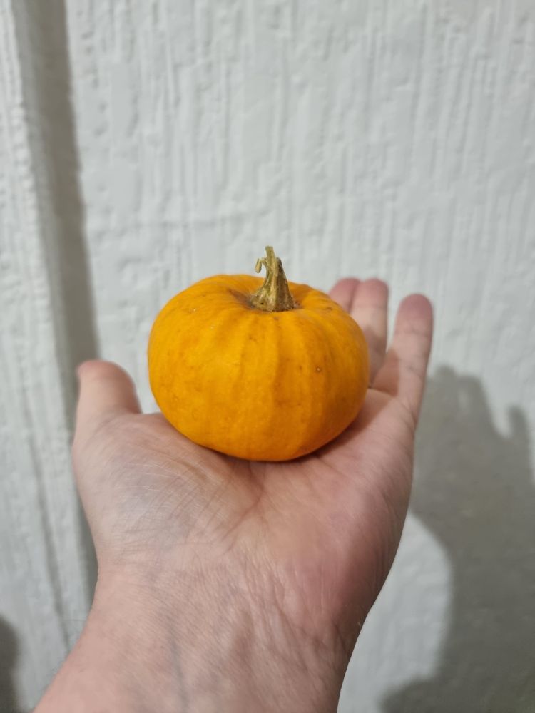 A small pumpkin in my hand