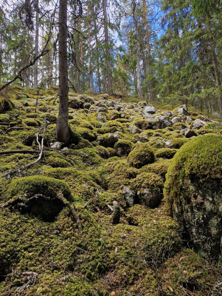 Lots of moss-covered boulders on this hillside!