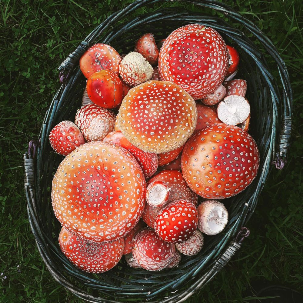 A photo of many brightly colored and white-spotted Amanita Muscaria mushrooms gently placed in a dark green basket, sitting upon lush grass and clover.