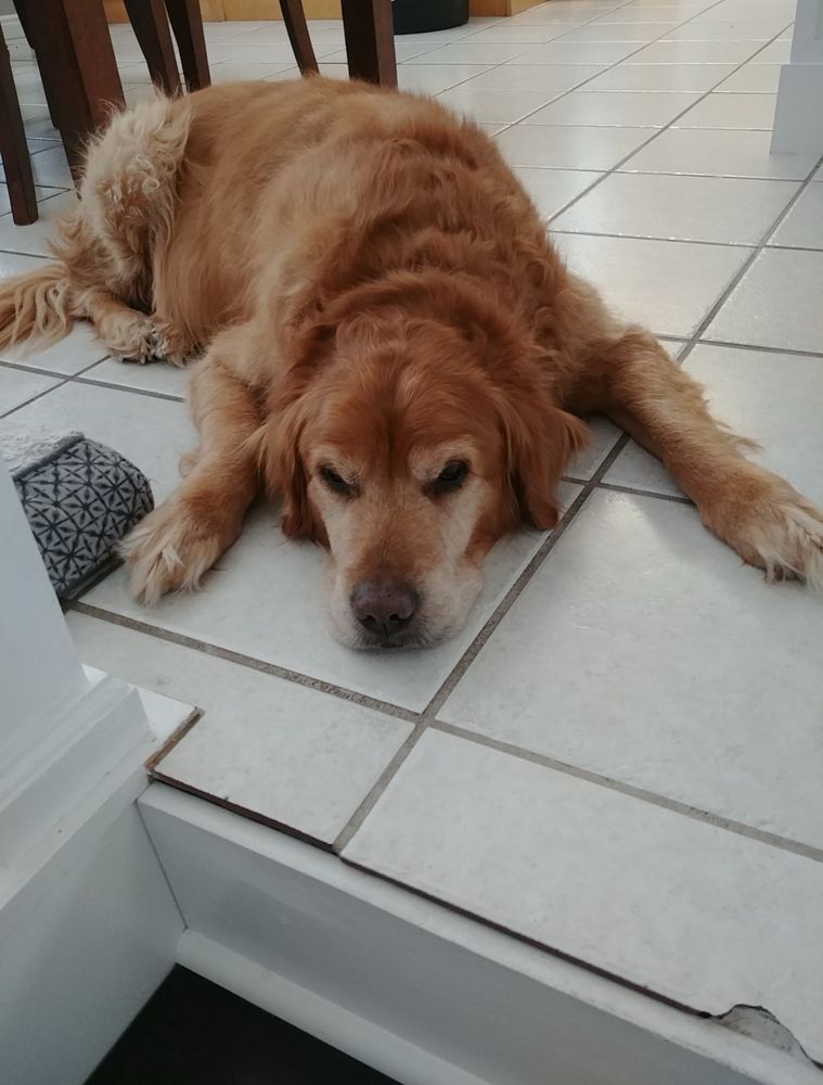 a big golden retriever lounging on the tile floor