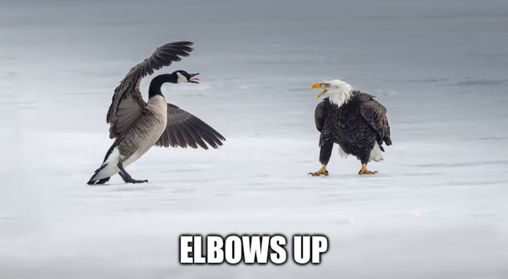 Canada goose poised to beat a bald eagle’s ass