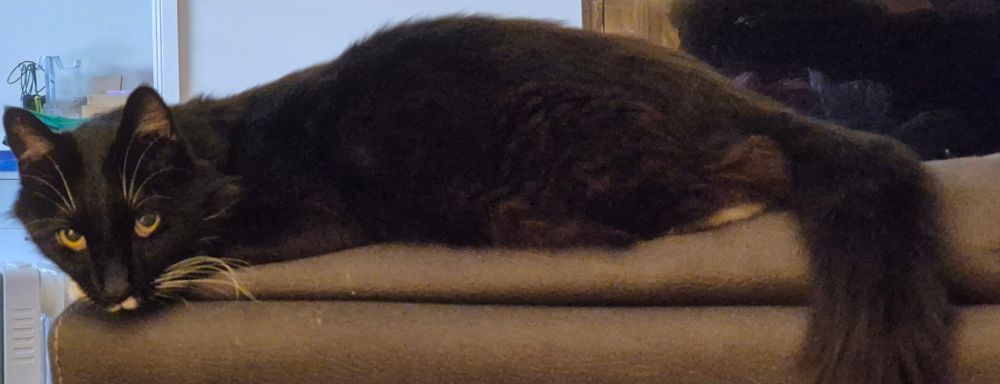 Selfeya's cat, Tux, looking very unimpressed.