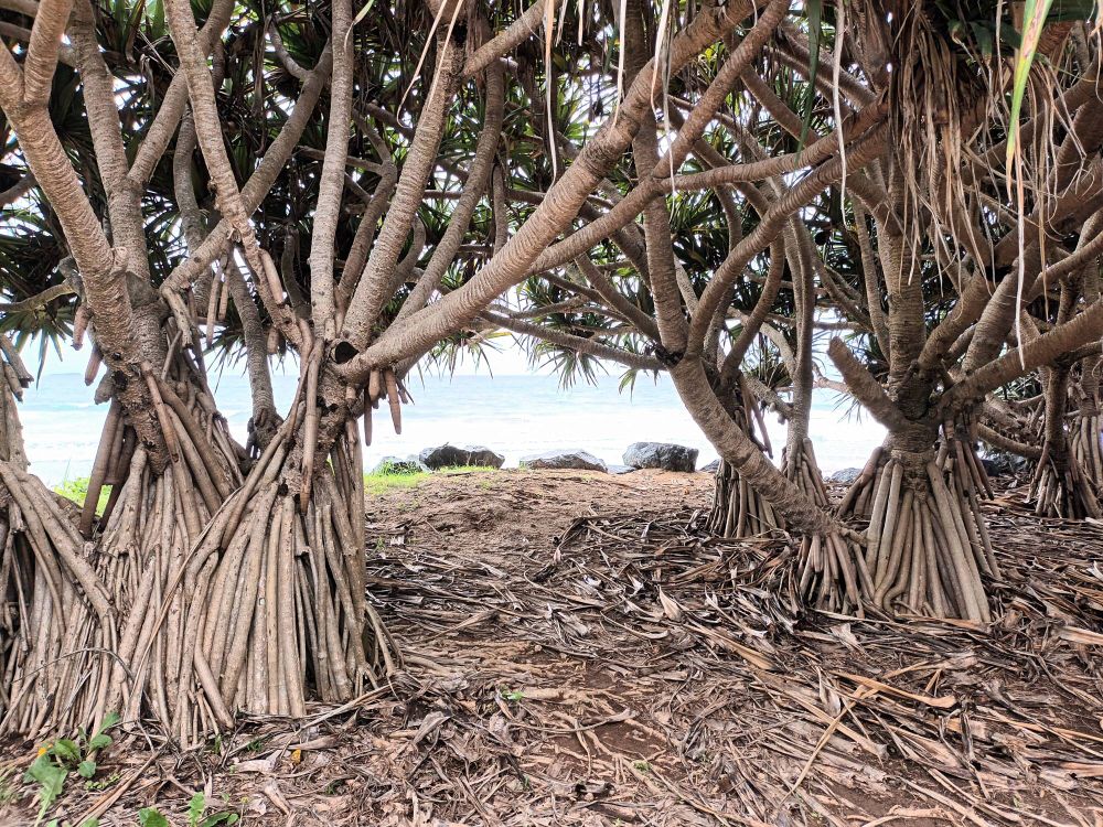 Beach view framed by pandanus trees