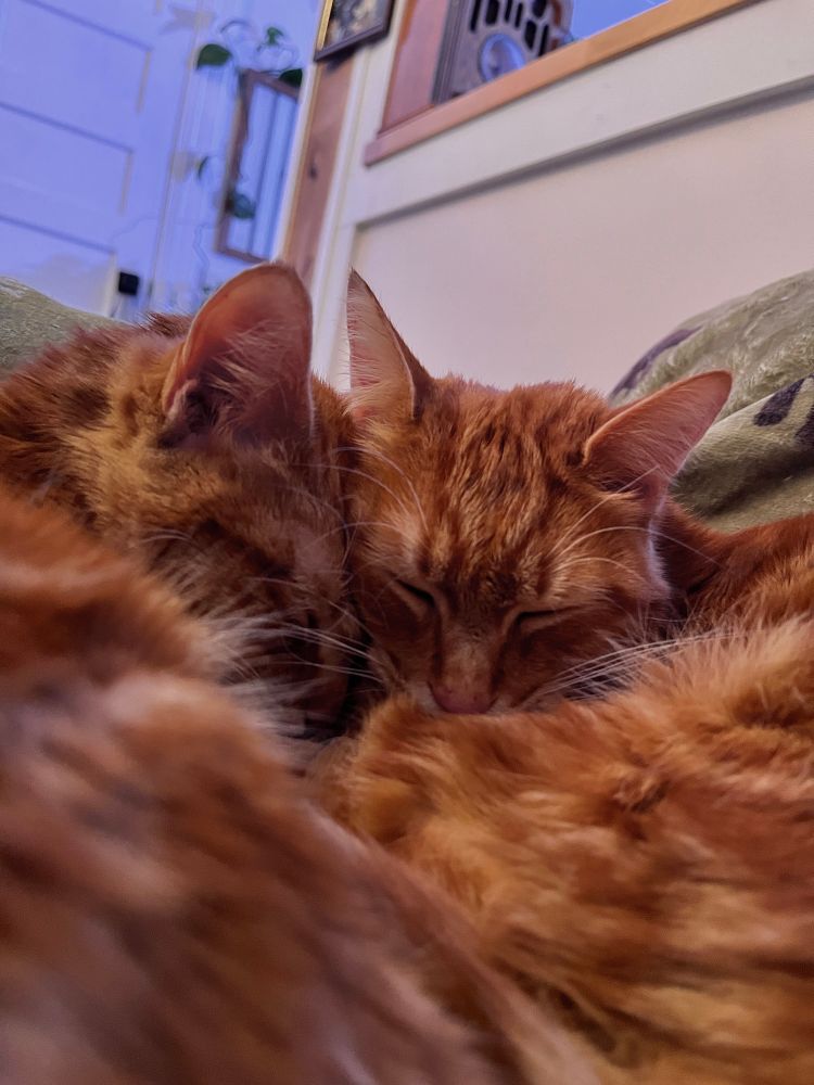 Also two orange kitties - this time a close up on their faces smushed together, sleeping. 