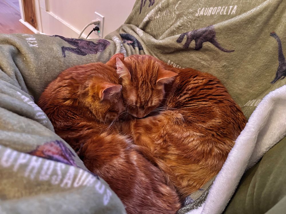 Two orange kitties cuddled up so that their heads are resting on each other