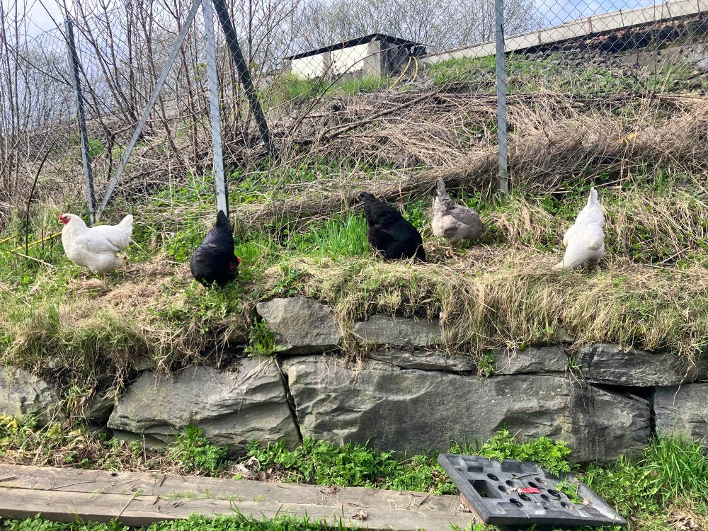 Bilde av fem høns på gresset ved fortauet