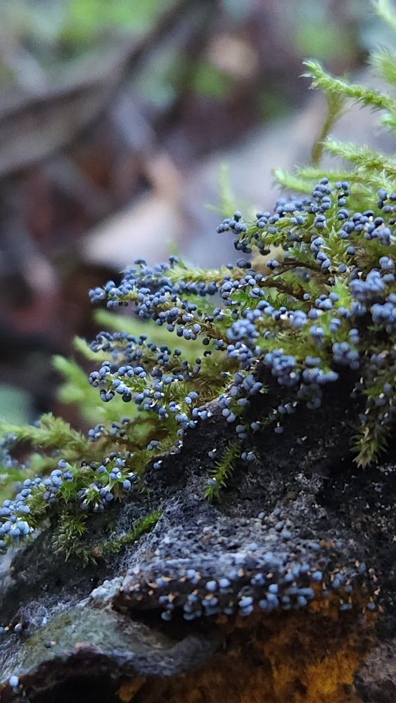 Lepidoderma tigrinum slime mold on bryophytes!!!