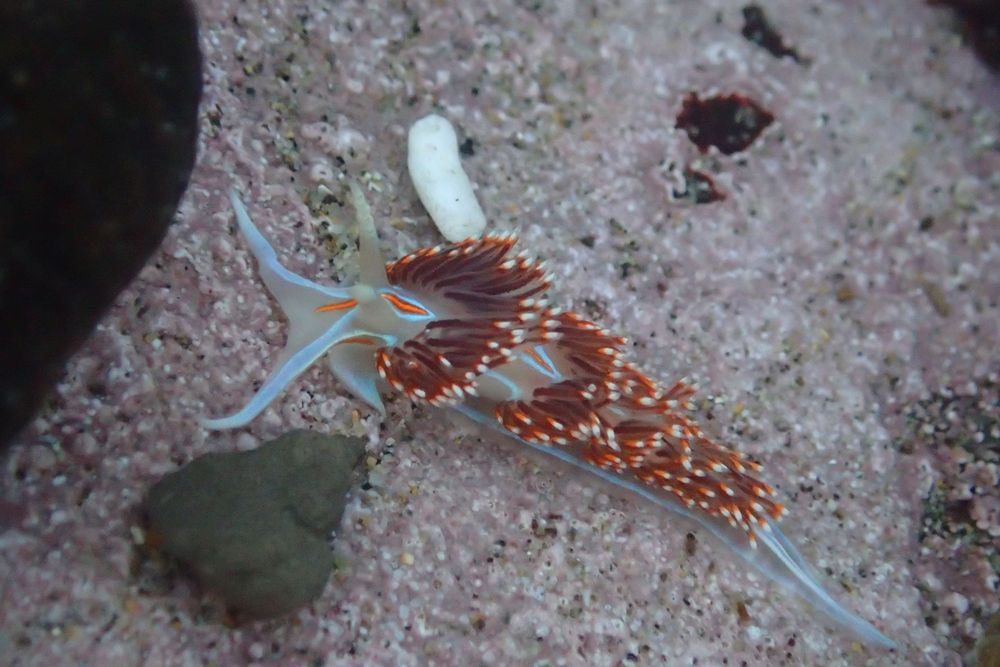 Hermissinda aeroid nudibranch