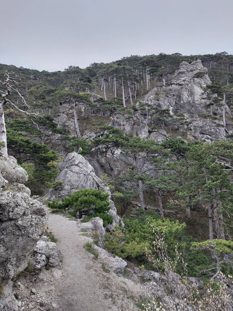 Wanderweg im Vordergrund, Felsen im lichten Föhrenwald, Menschen auf Klettersteig am Fels