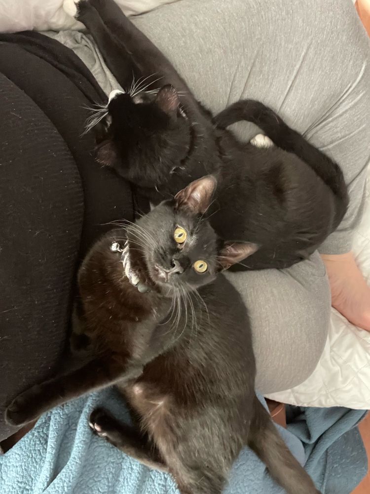 Two cats in a lap. All black cat: Nandor, who is looking at the camera. Tuxedo cat: Lazlo, who is stretching his front legs. 