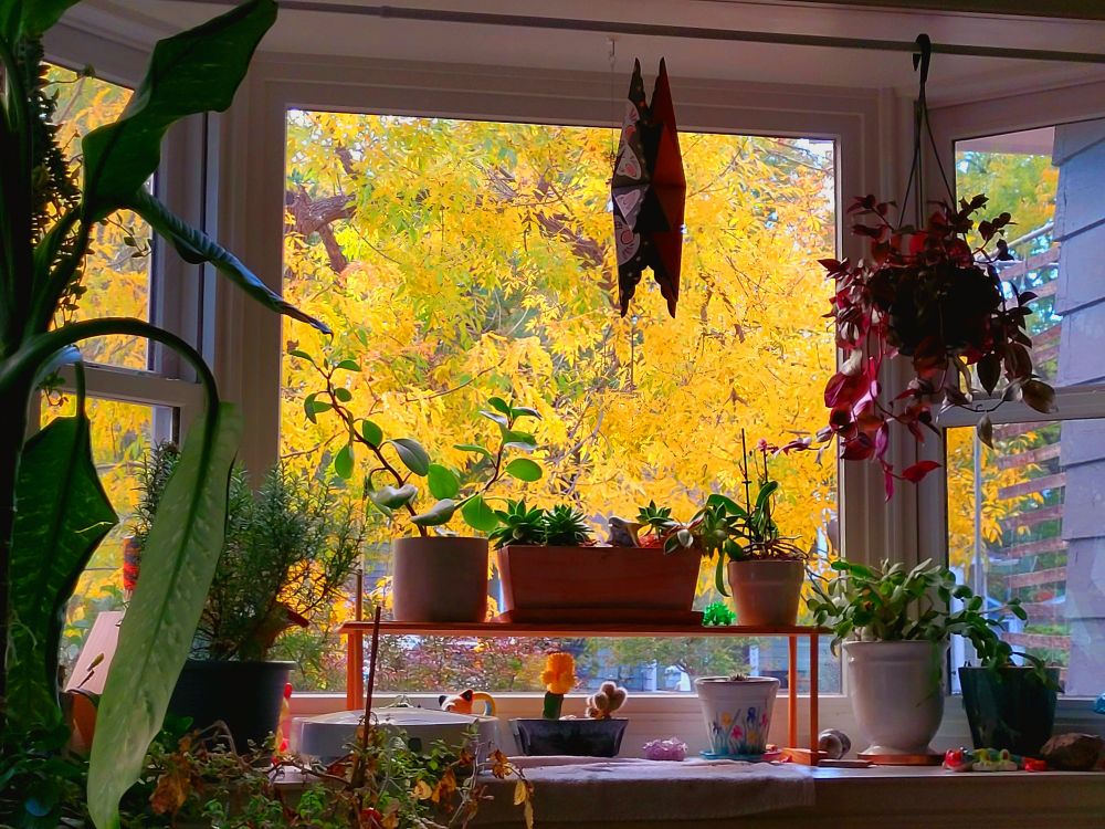 A window looking into a wall of yellow fall leaves. There are numerous green houseplants inside.