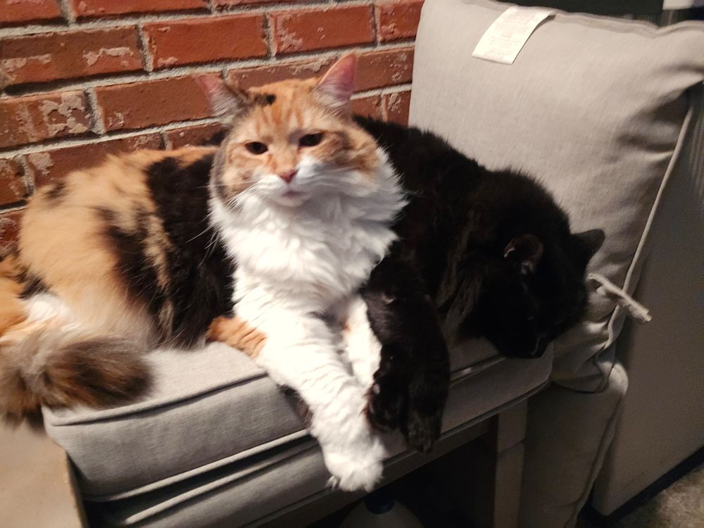 Bored calico snuggles next to black floofy cat on a grey cushion. 