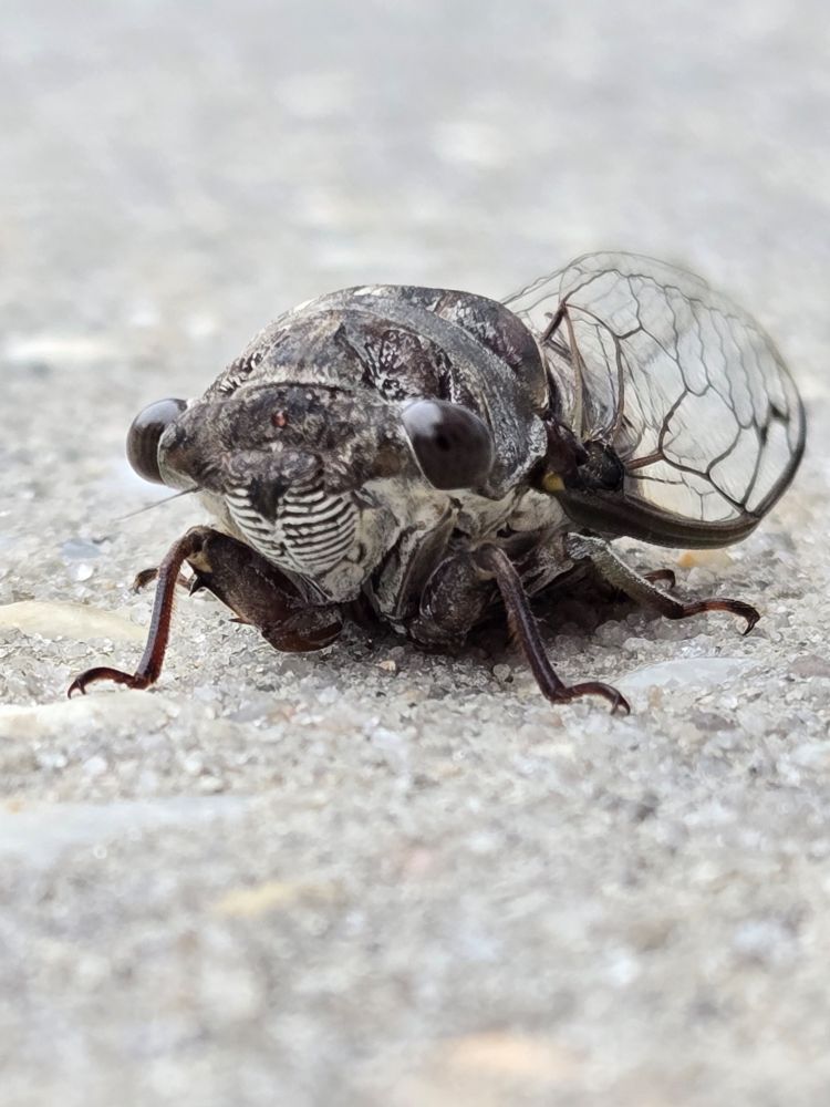 Close up of Cicada. Wings are translucent. Cloudy sky is reflected in it's large, black eyes. 