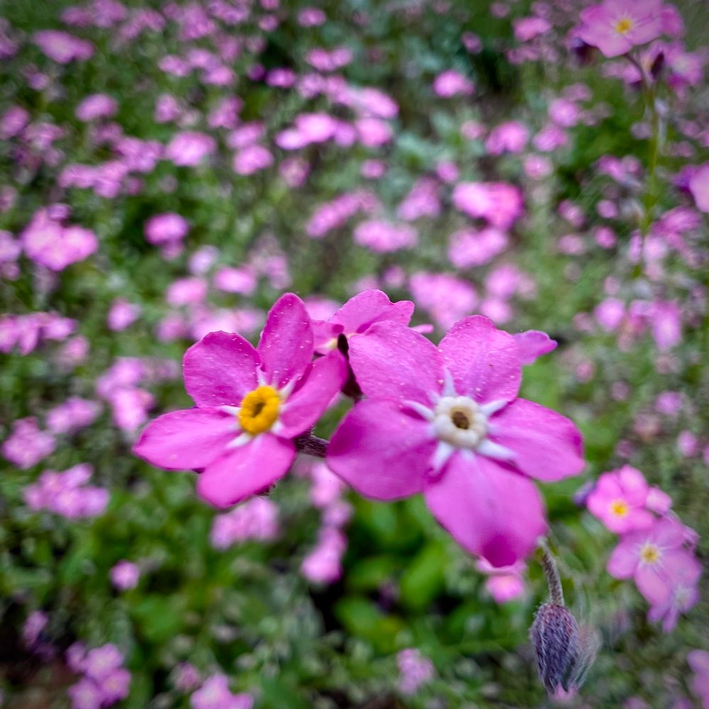 Macro of pink forget-me-not