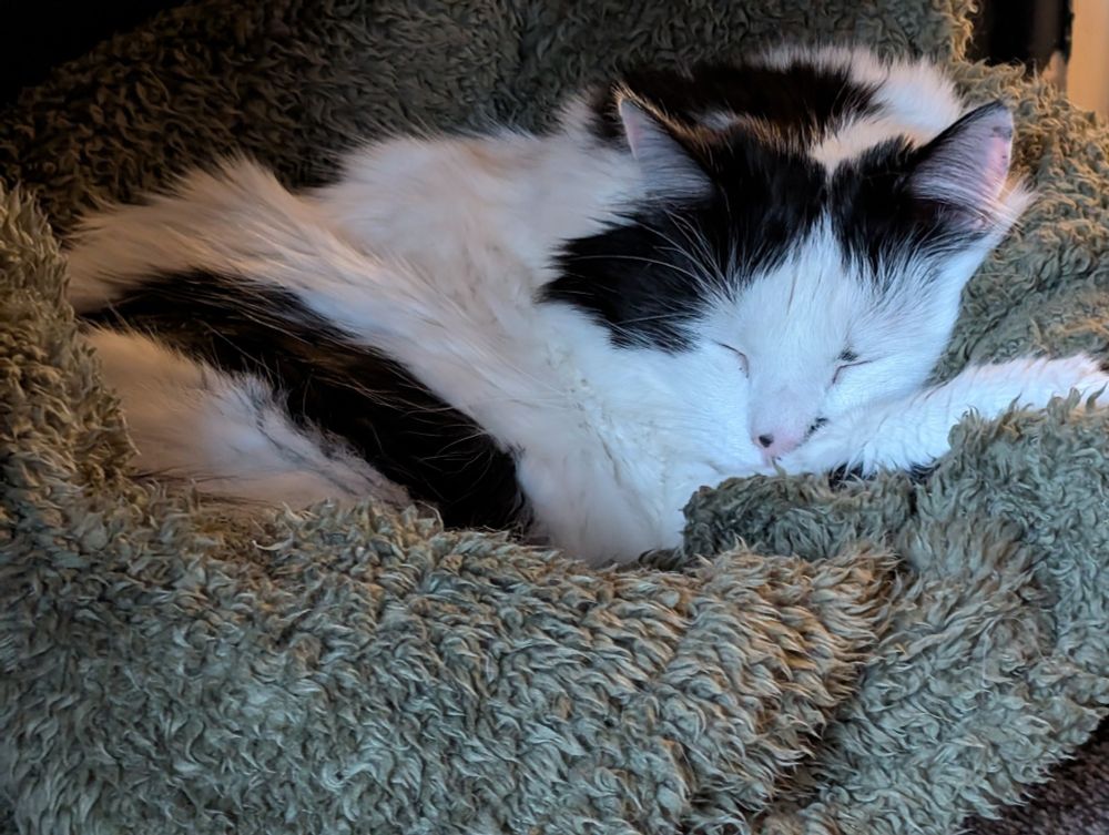 A sleeping black and white cat is curled up on top of an olive green fluffy blanket.