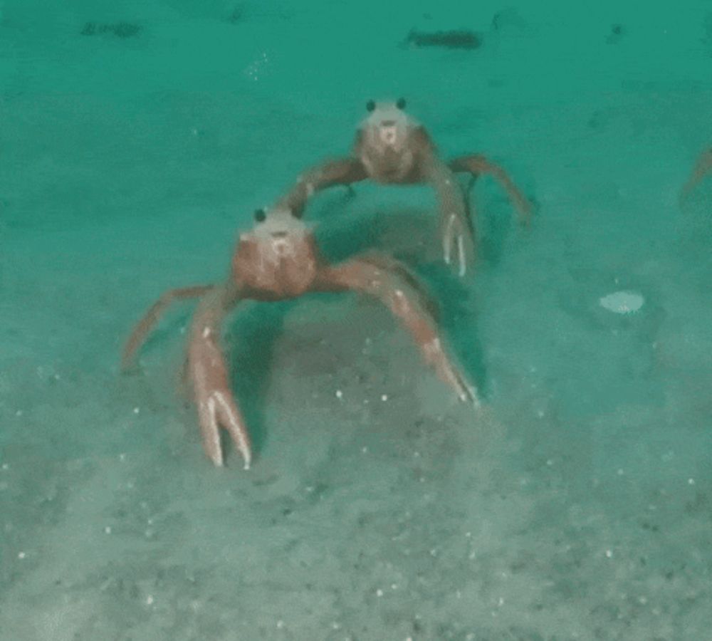 two crabs are dancing in the water and one has the letter o on its face