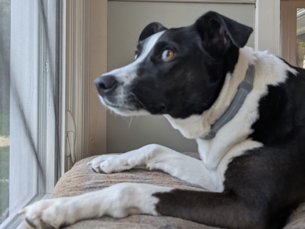 Profile of the front of black and white dog looking out a window. Laying down but her head is up..  Eye is mix of blue and brown. 