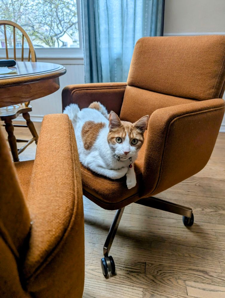 White and orange cat sitting in orange office chair 
. The cat has a surprised and slightly quizzical look.