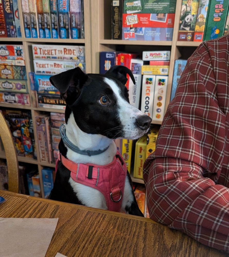 Black and white dog standing on chair with it's head and shoulders above the table looking intently at chair sitter. Board games on shelf behind the. 