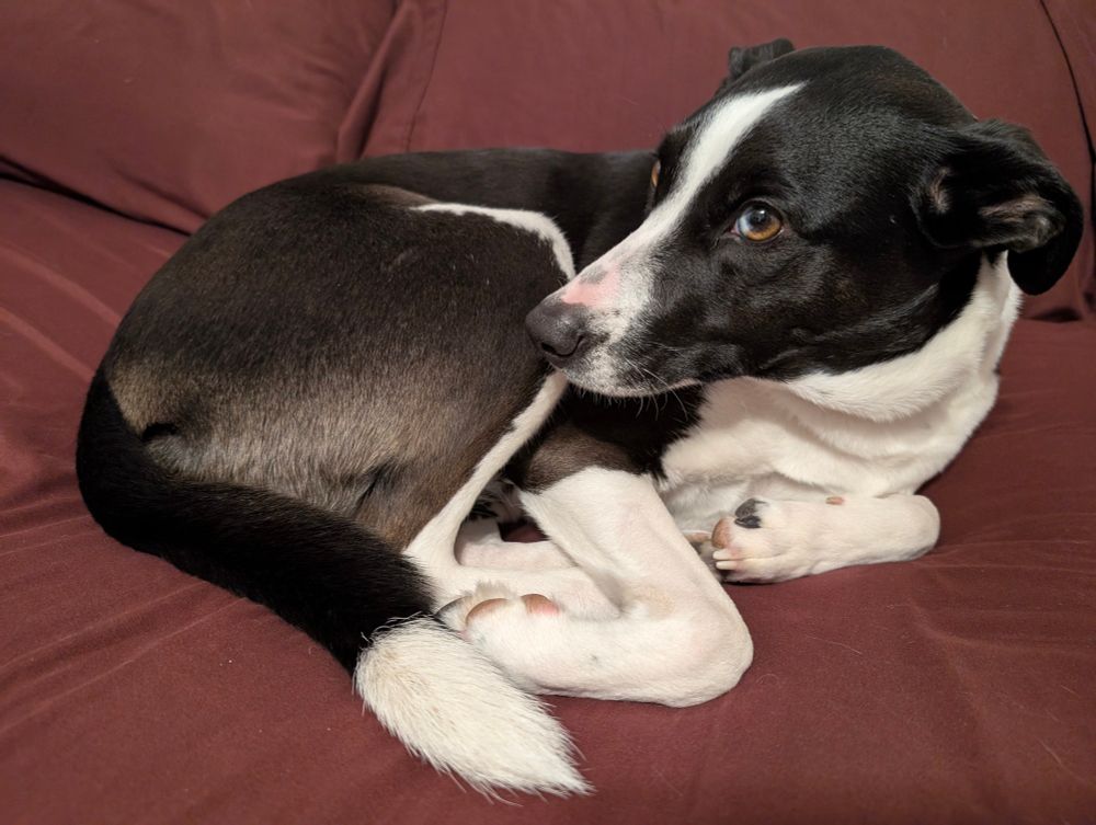 35 lb black and white (under and nose blaze) dog curled up like a baby cow. Legs tucked under, ears pulled  back just woken. Giving a side-eye with her mixed blue and brown iris. 