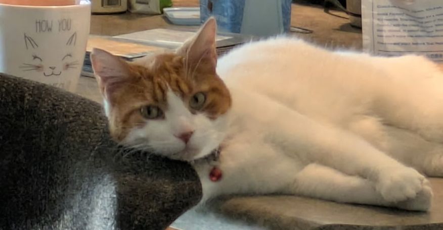 white cat with orange Roman helmet markings laying on a counter with head on a chairback.  Cute kitty drawing coffee mug in the background.