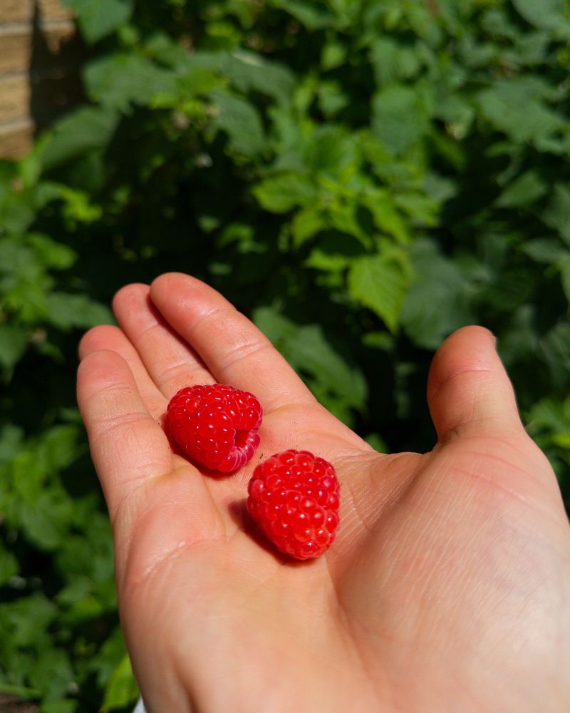 A hand is holding two ripe raspberries with green foliage in the background.