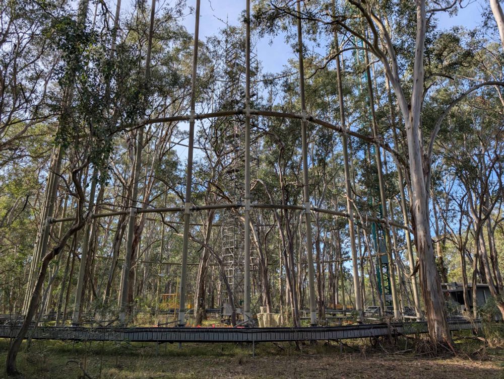 Ring 2 of the EucFACE experiment, May 2025. Trees have finally returned to good health after a string of extreme events