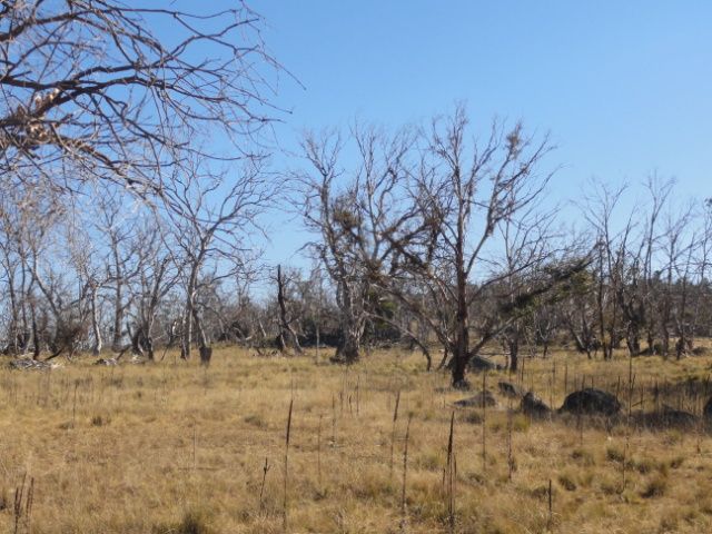 Dieback on Monaro High Plains - photo Catherine Ross