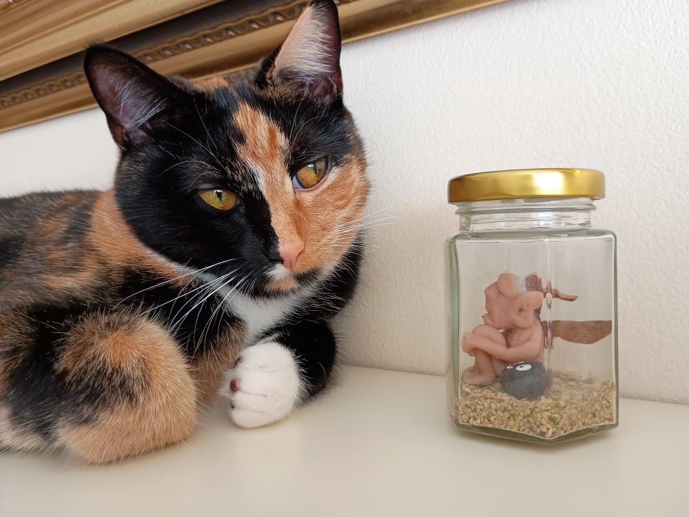 A calico cat lying on a mantle-piece with the bottom of a gold coloured frame visible above her head. She is leaning towards a glass jar as if she is listening. Inside the glass jar is a small sculpture of a grumpy old fairy resting his head on his knees and hugging his legs. He has tufts of fabric white hair peaking out from underneath an acorn cap hat. His wings are cut from dried leaves. A pet rock is next to him in the jar on the gravel base. Sculpture by Emily Jane Foster.
