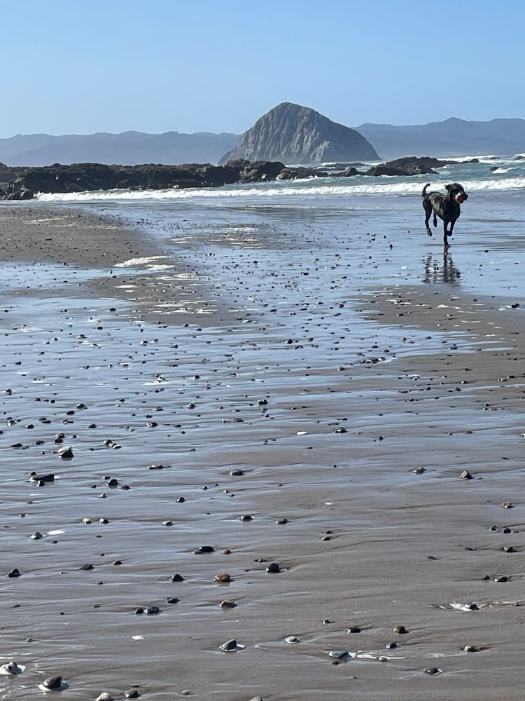 Wet sand with rocks scattered here and there, the sky reflecting off the water. A dog running through the sand. A large volcanic plug in the background. 