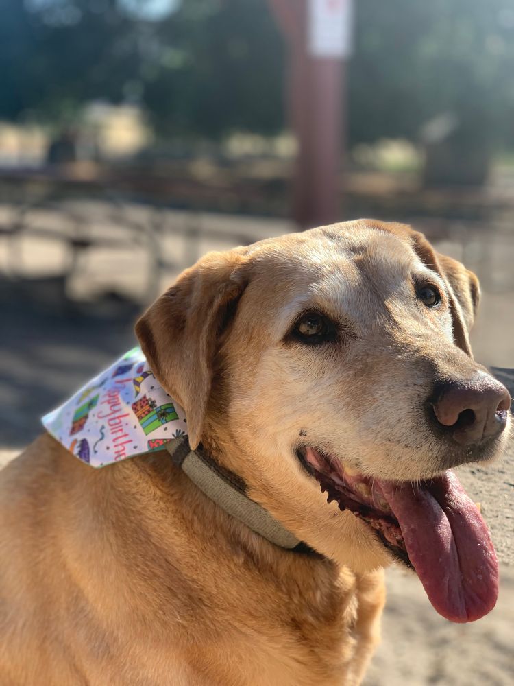 A yellow lab, smiling with her tongue hanging out. She is wearing a bandana that says “happy birthday”.