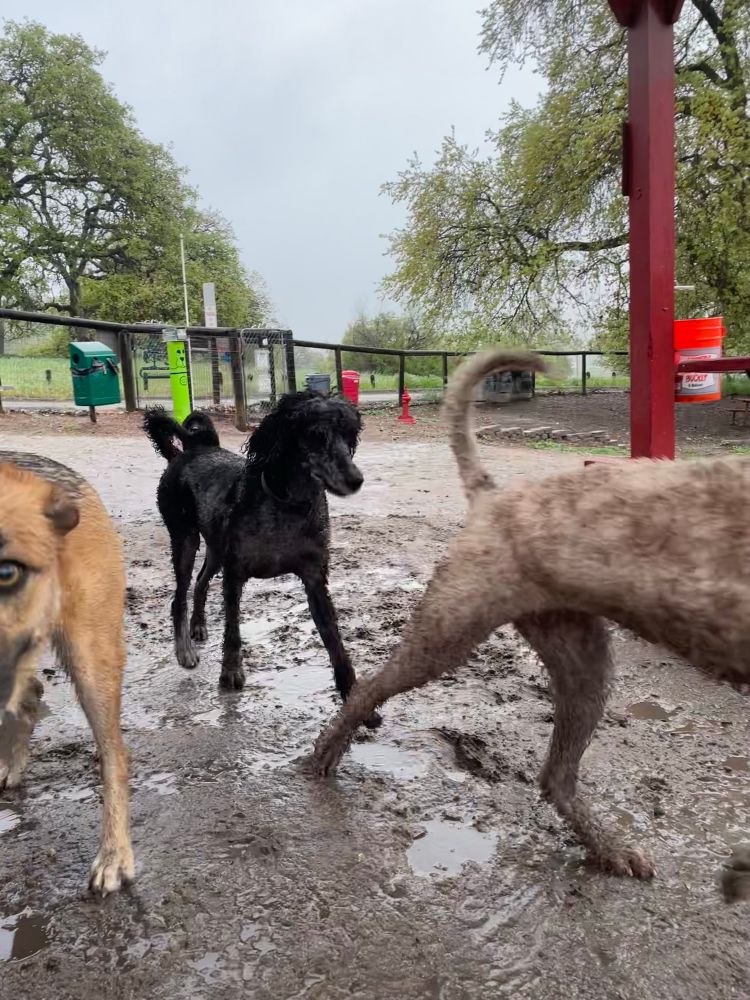 A pack of wet muddy happy dogs run through a mud puddle