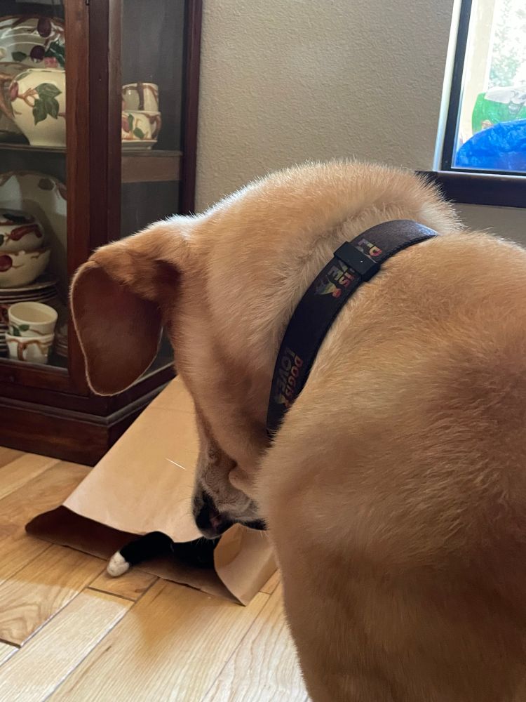 A large yellow dog looks on as a kitten’s white paw pokes out of a large brown paper grocery bag. He is keeping his distance but is very intrigued with the game the cat is playing. 