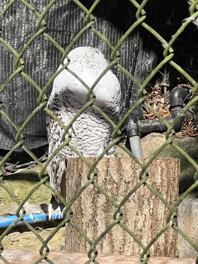 多摩動物公園 シロフクロウ 頭をぐるりと後ろに向けた状態