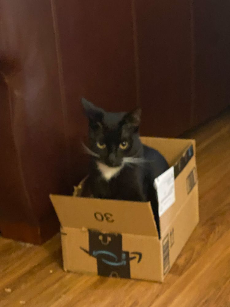 Tuxedo cat in a box