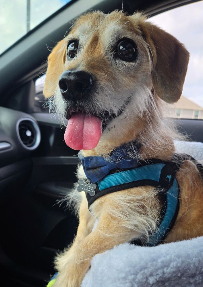 A very happy tan dachshund mutt with a greying face wearing a teal harness sitting in a car booster seat.