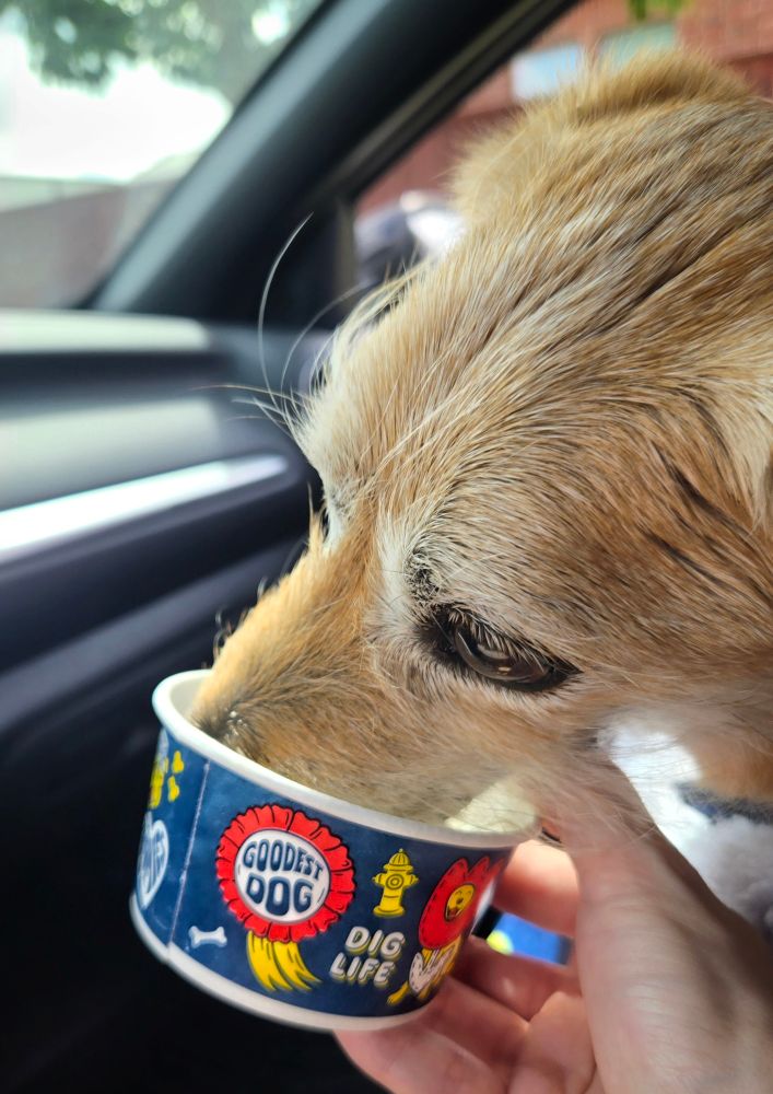 The dachshund from the previous photo with his nose buried in a cup of whipped cream. 