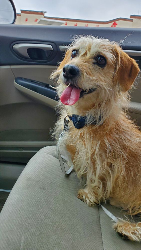 A happy looking tan wirehair dachshund sitting up on a car seat.
